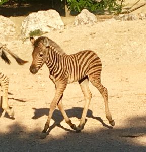 Cucciolo-di-Zebra-Zoo-Falconara1-288x300