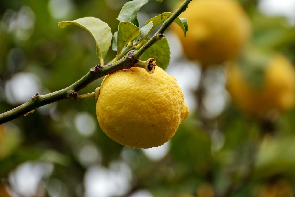 pianta-di-limone