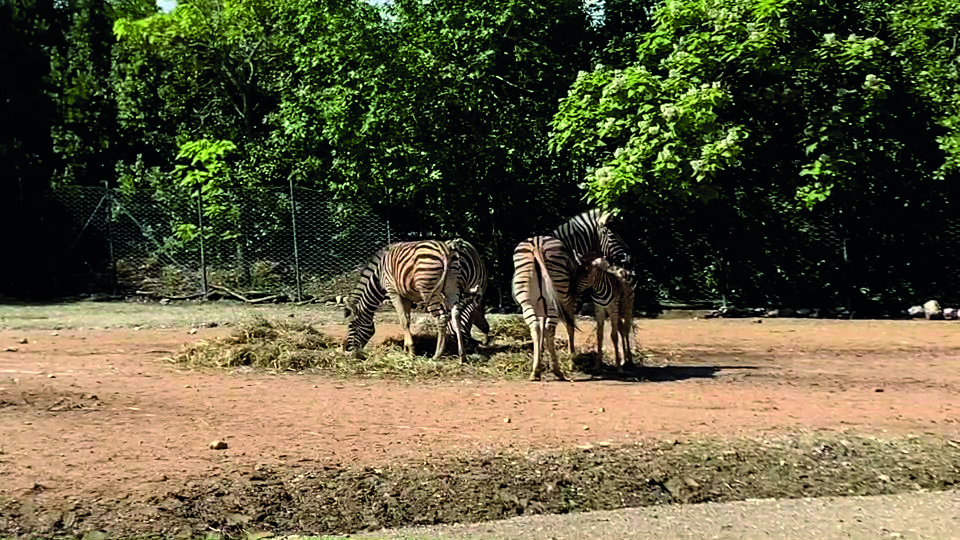 parco-zoo-falconara-nascita-zebra-1