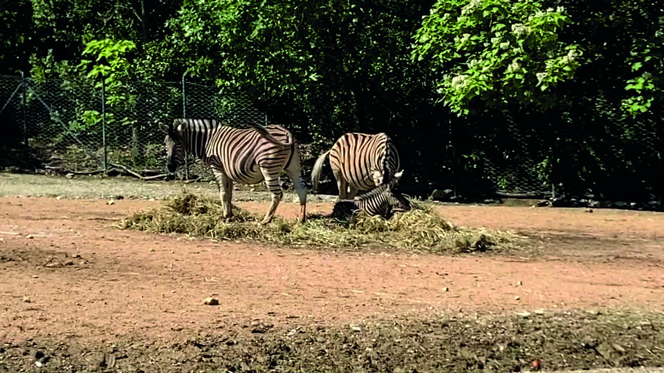 parco-zoo-falconara-nascita-zebra-2