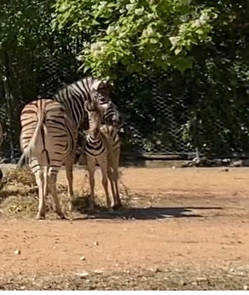 parco-zoo-falconara-nascita-zebra-3