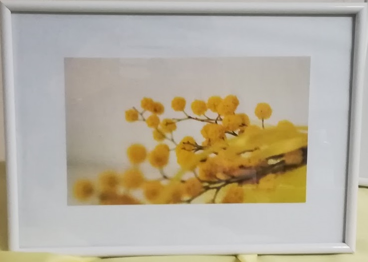 Le-cromie-del-giallo-la-mimosa