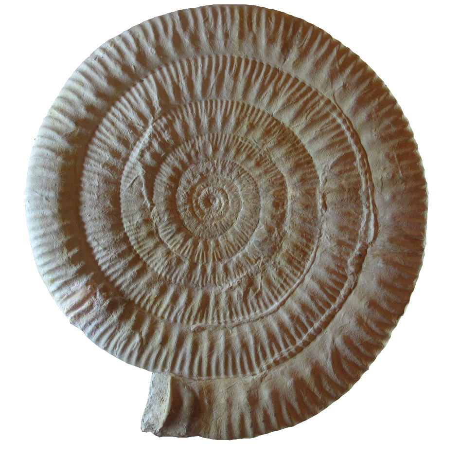 Fossile-di-ammonite