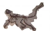 Scheletro-parziale-di-Psittacosaurus-mongoliensis-dinosauro-ornitischio-Cretaceo-inferiore-Mongolia.