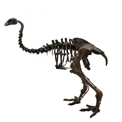 uccello-elefante-scheletro