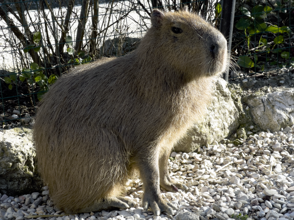 Parco-Zoo_foto-capibara-2013_1