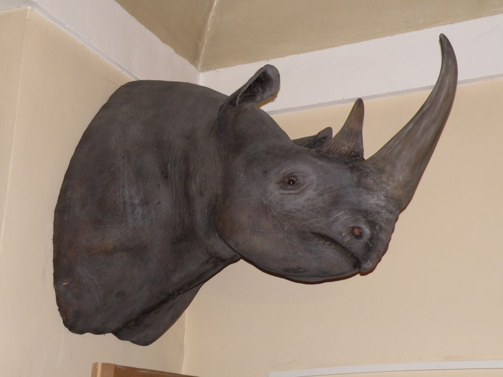 rinoceronte_museo_scienze-1-1024x768