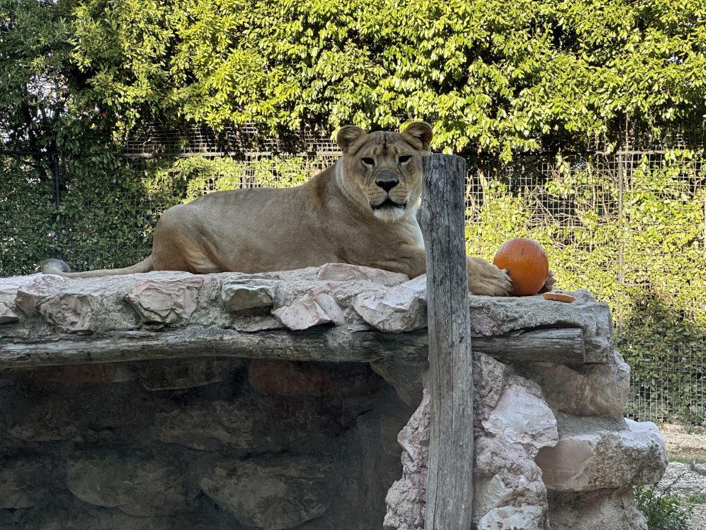 leonessa_zucca_parco_zoo