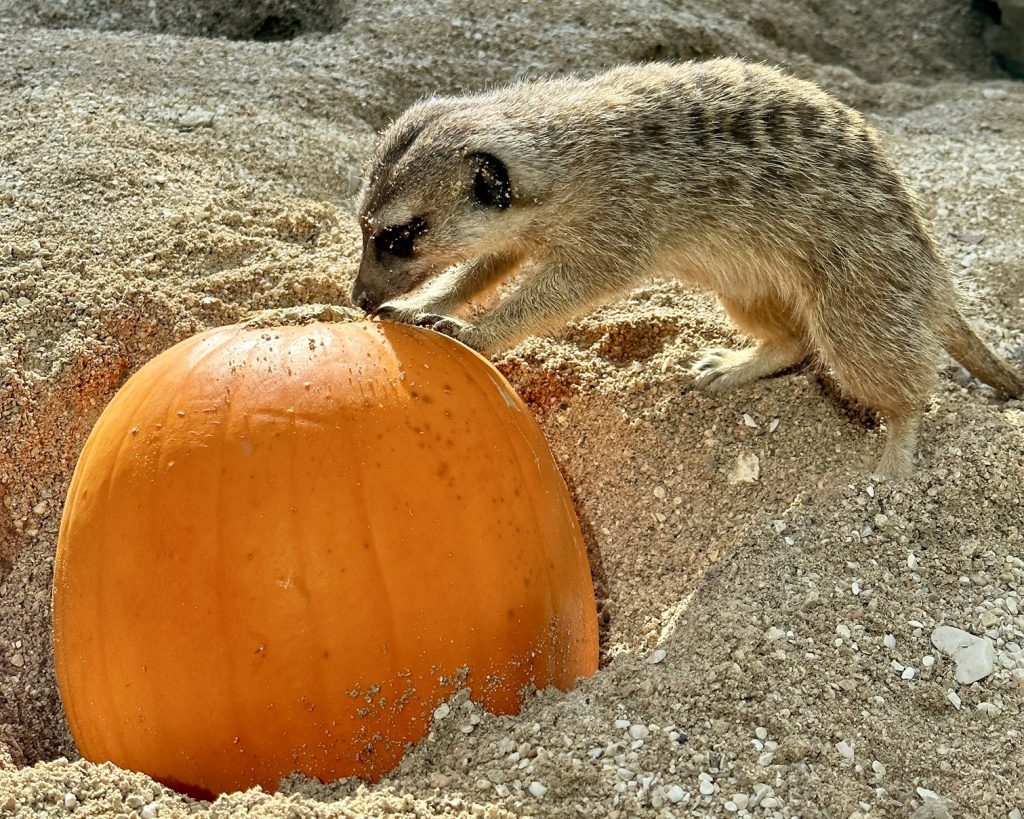 zucca_parco_zoo_1-1024x819